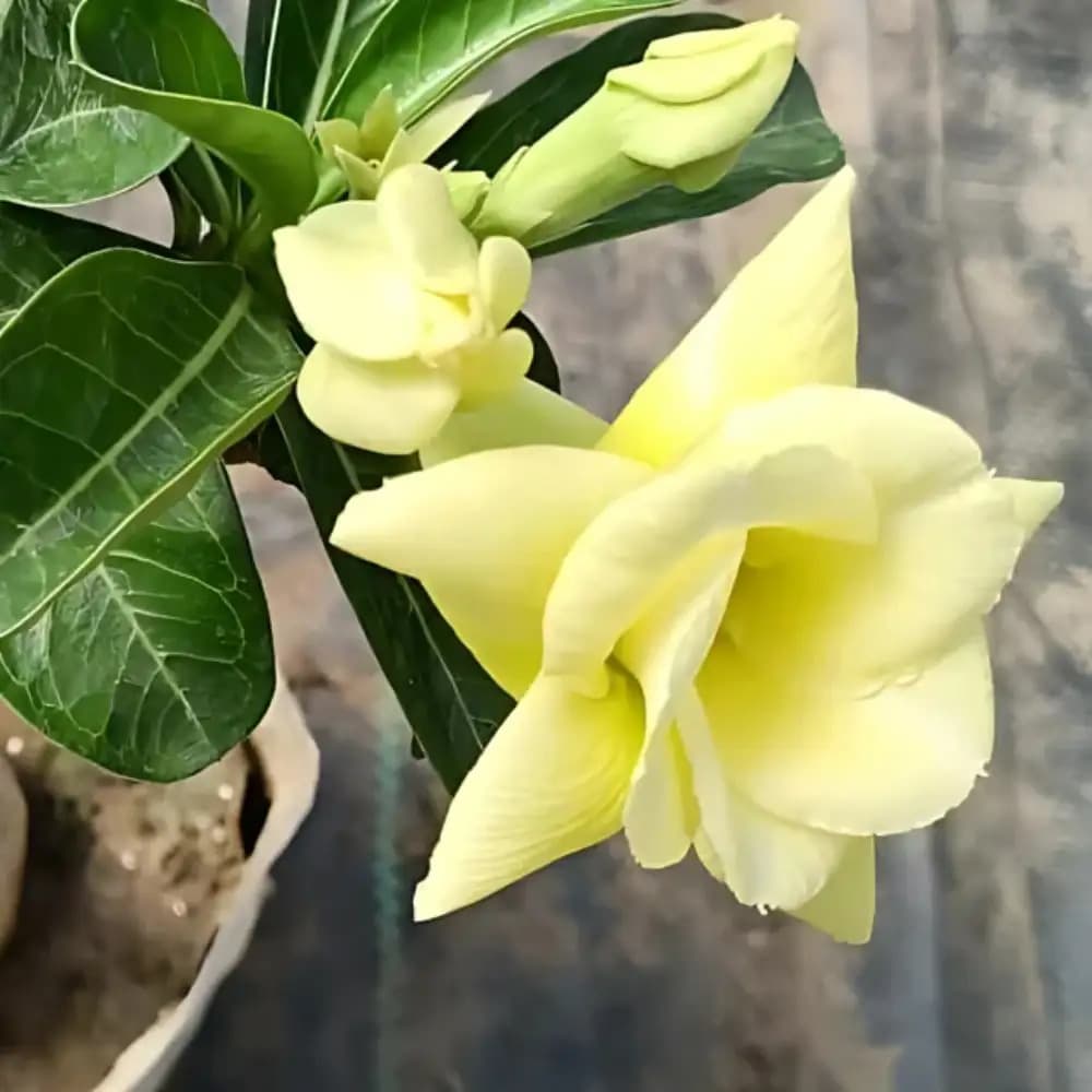 Fragrant Heritage Climbing Rose Seeds (Multi-Headed)