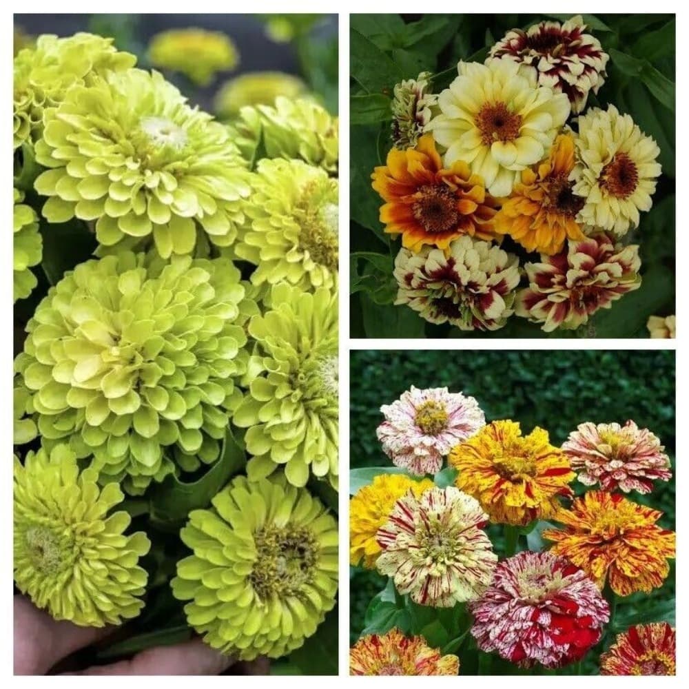 Giant Double Bloom Zinnia Seeds (Dahlia-Flowered Mix)