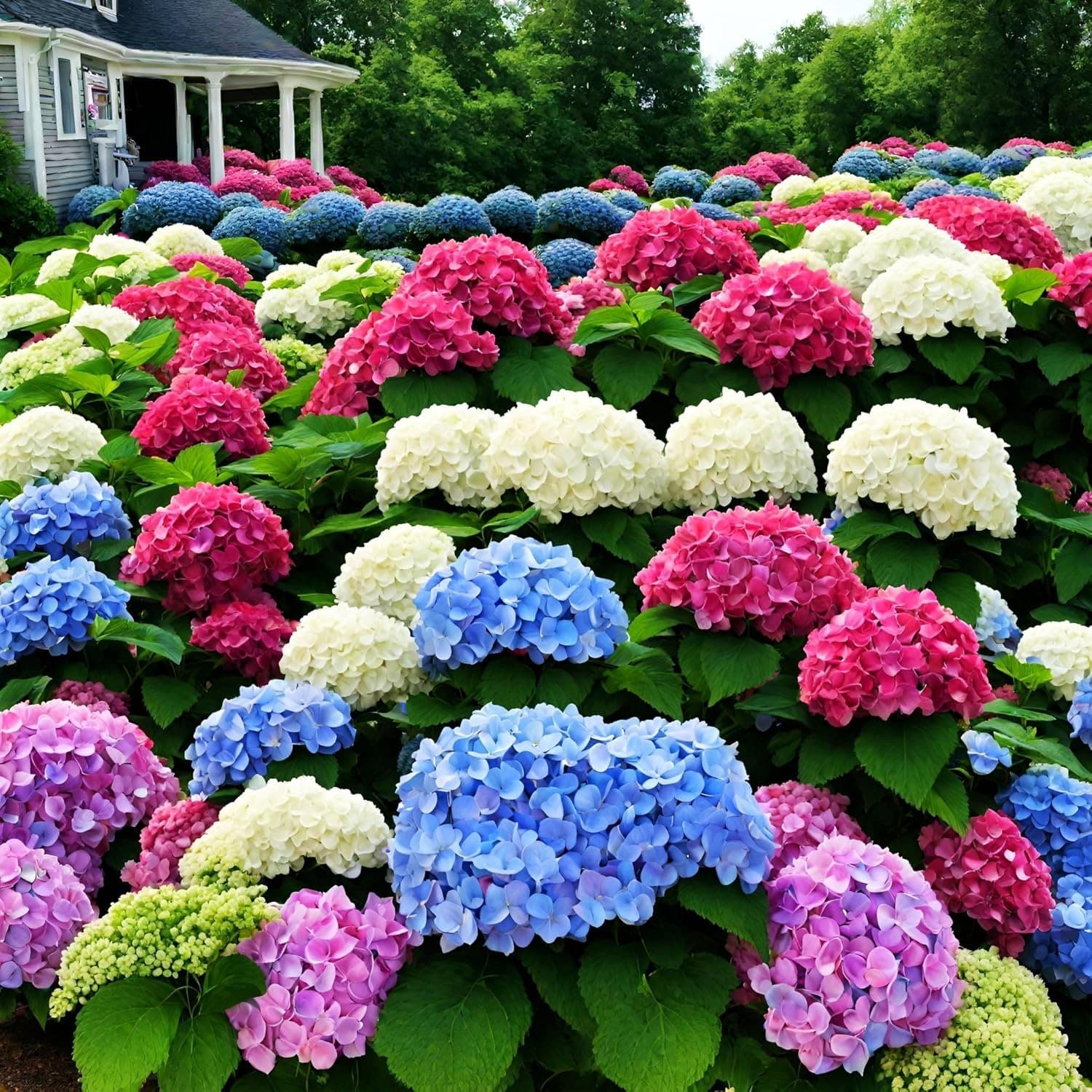 Giant Snowball Hydrangea Seeds (Mixed Colors) 2