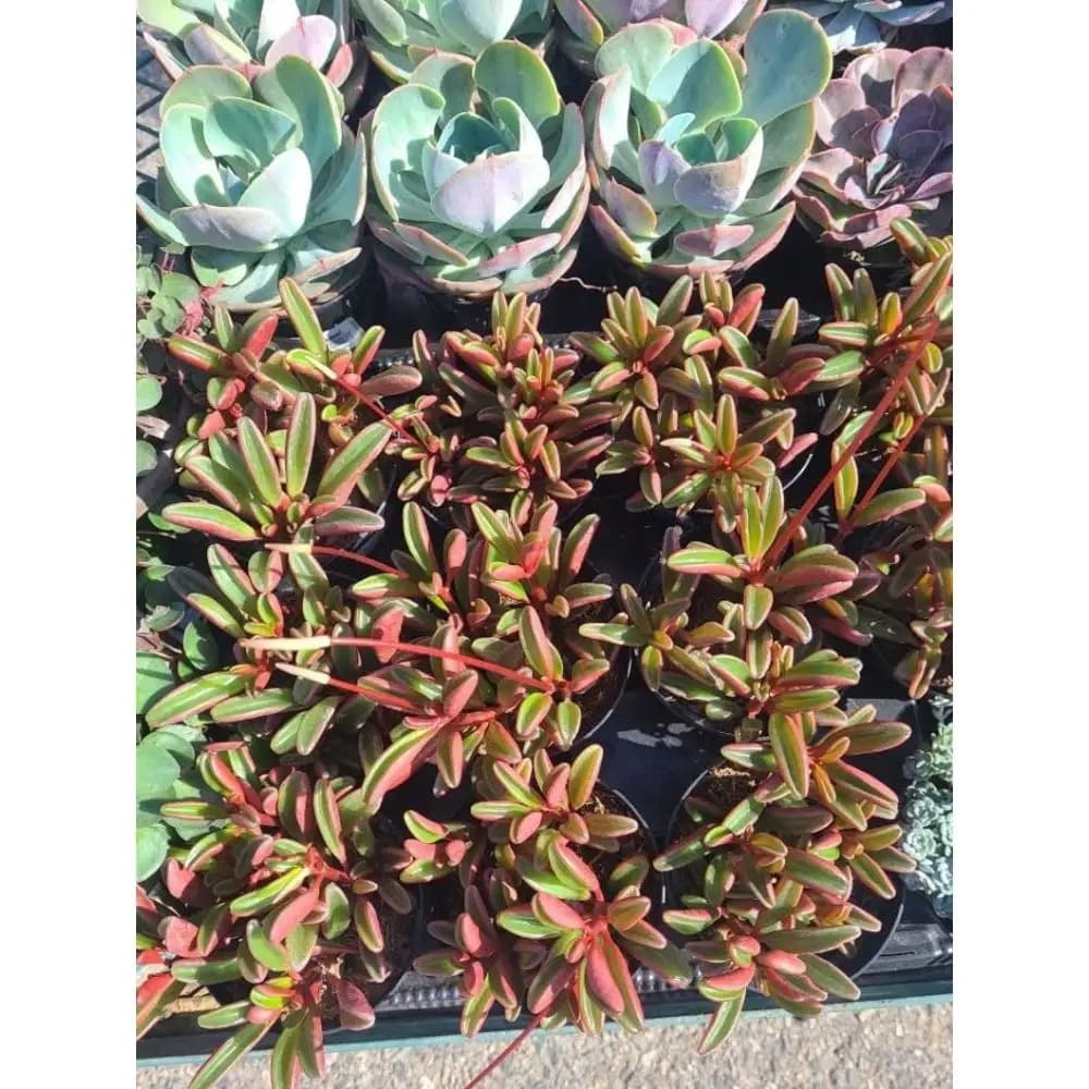 Ornamental Rainbow Chili Pepper Seeds (Numex Twilight Type)