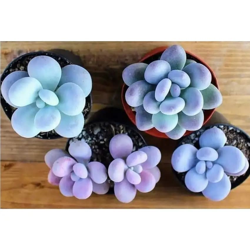 Blue Moonstone Succulent Seeds (Pachyphytum Oviferum)