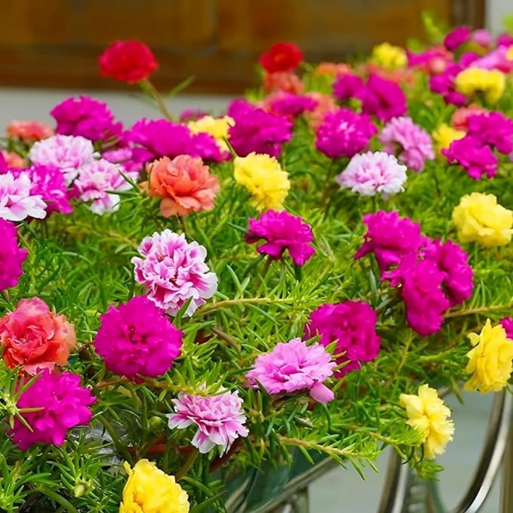 Sun-Loving Moss Rose Seeds (Portulaca Grandiflora Ground Cover)