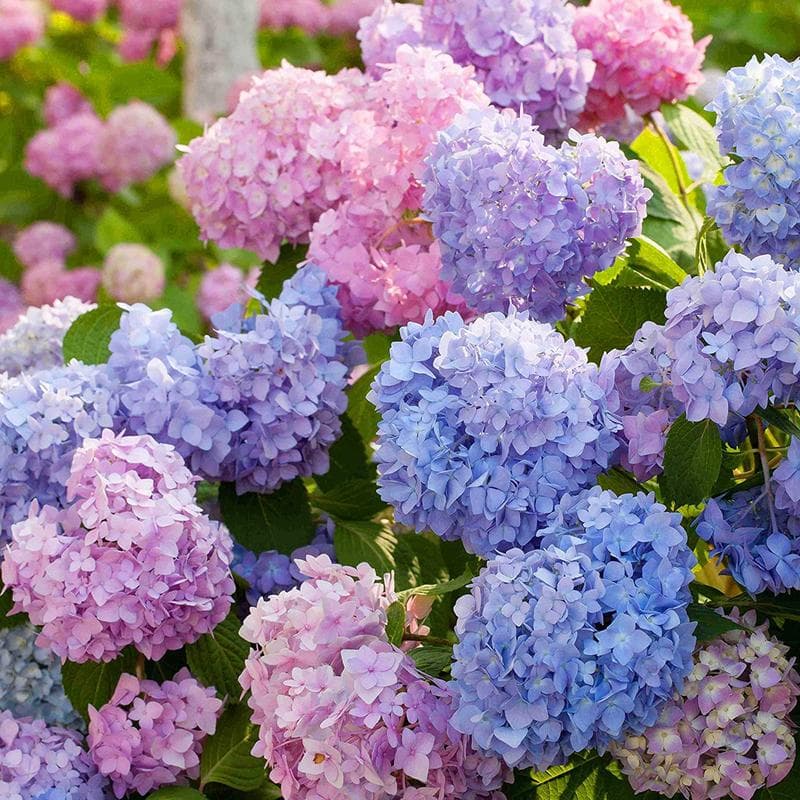 Giant Snowball Hydrangea Seeds (Mixed Colors)