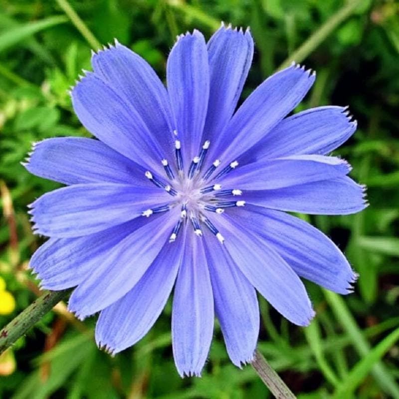 Heirloom Italian Wild Chicory Seeds (Cichorium Intybus)